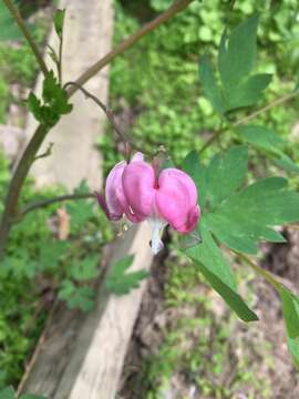 Image of bleeding heart