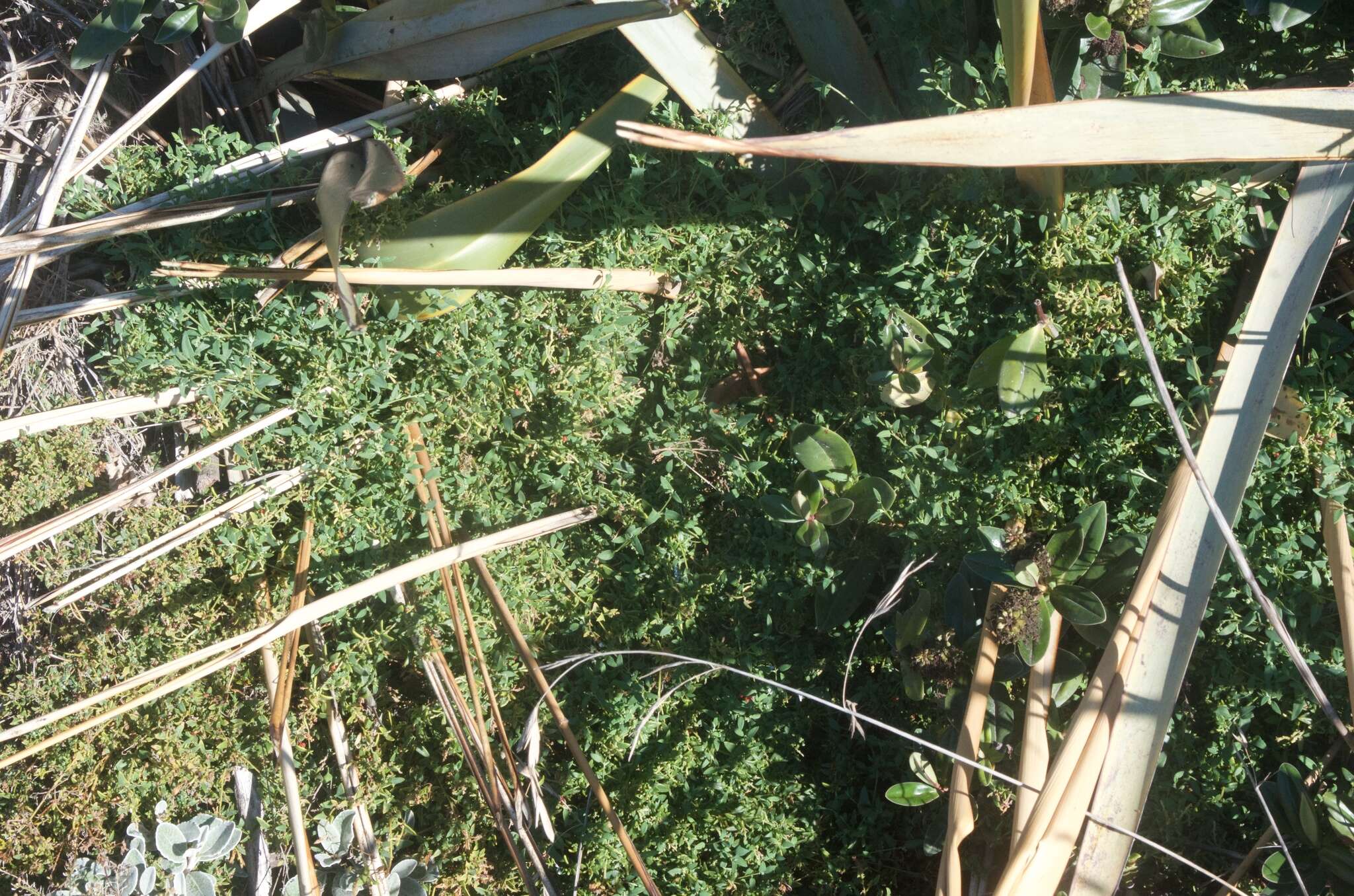 Plancia ëd Chenopodium nutans (R. Br.) S. Fuentes & Borsch