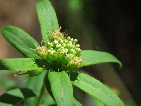 Imagem de Platysace lanceolata (Labill.) Druce