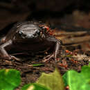 Image of Black Narrow-Mouthed Frog