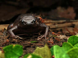 Image of Black Narrow-Mouthed Frog