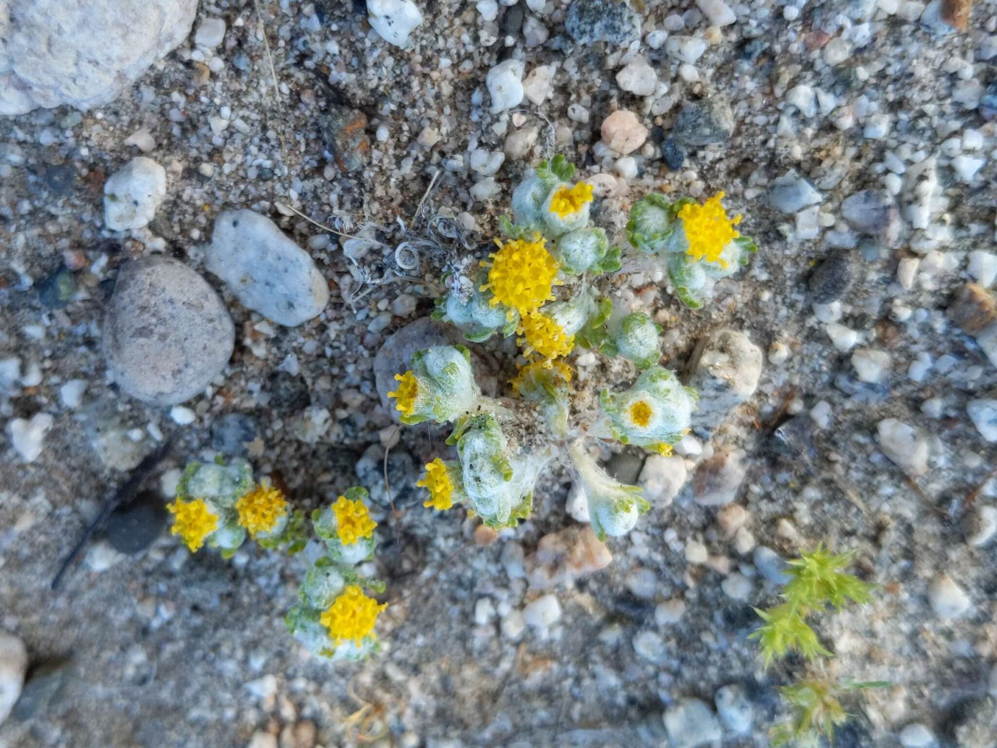 Image of Pringle's woolly sunflower