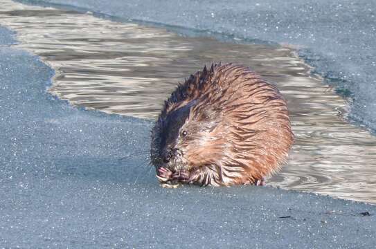 Imagem de Ondatra zibethicus zibethicus