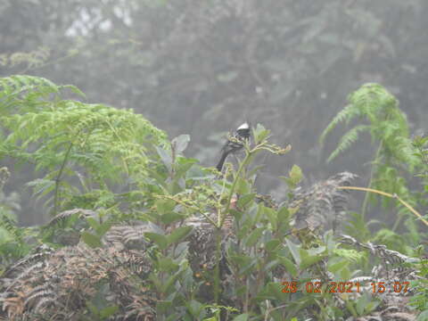 Image of Black-crested Tit-Tyrant