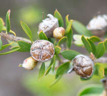 Image of Leptospermum turbinatum J. Thompson