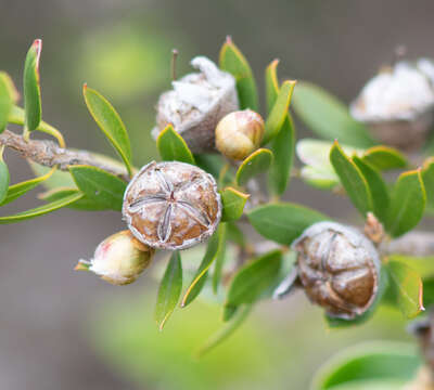 Sivun Leptospermum turbinatum J. Thompson kuva