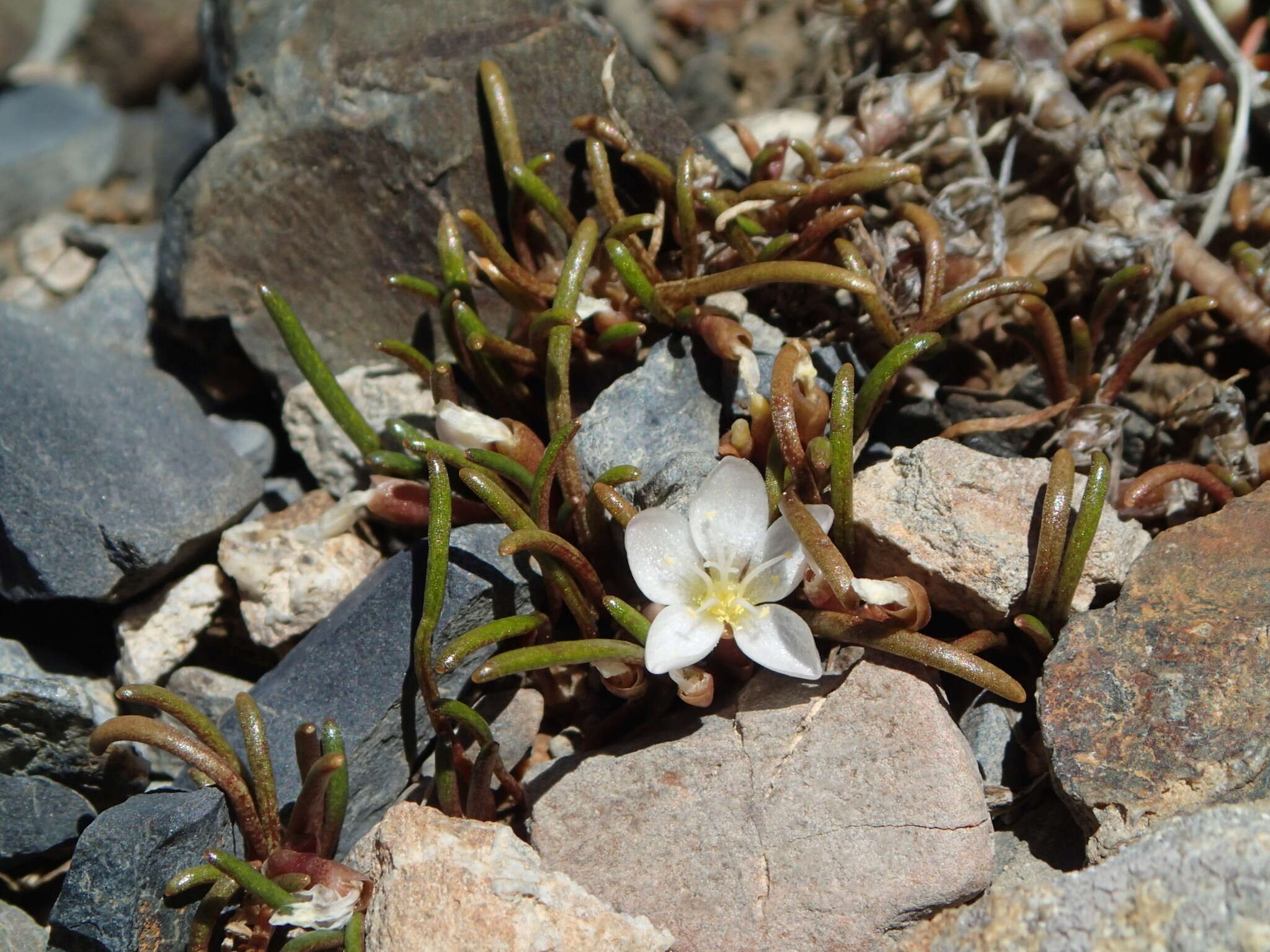 Image of <i>Montia calycina</i>