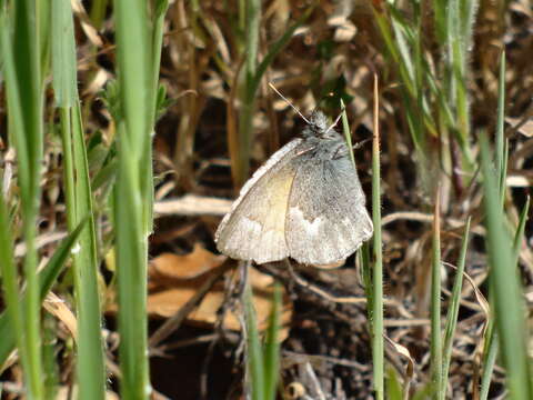 Image of Coenonympha california Westwood (1851)