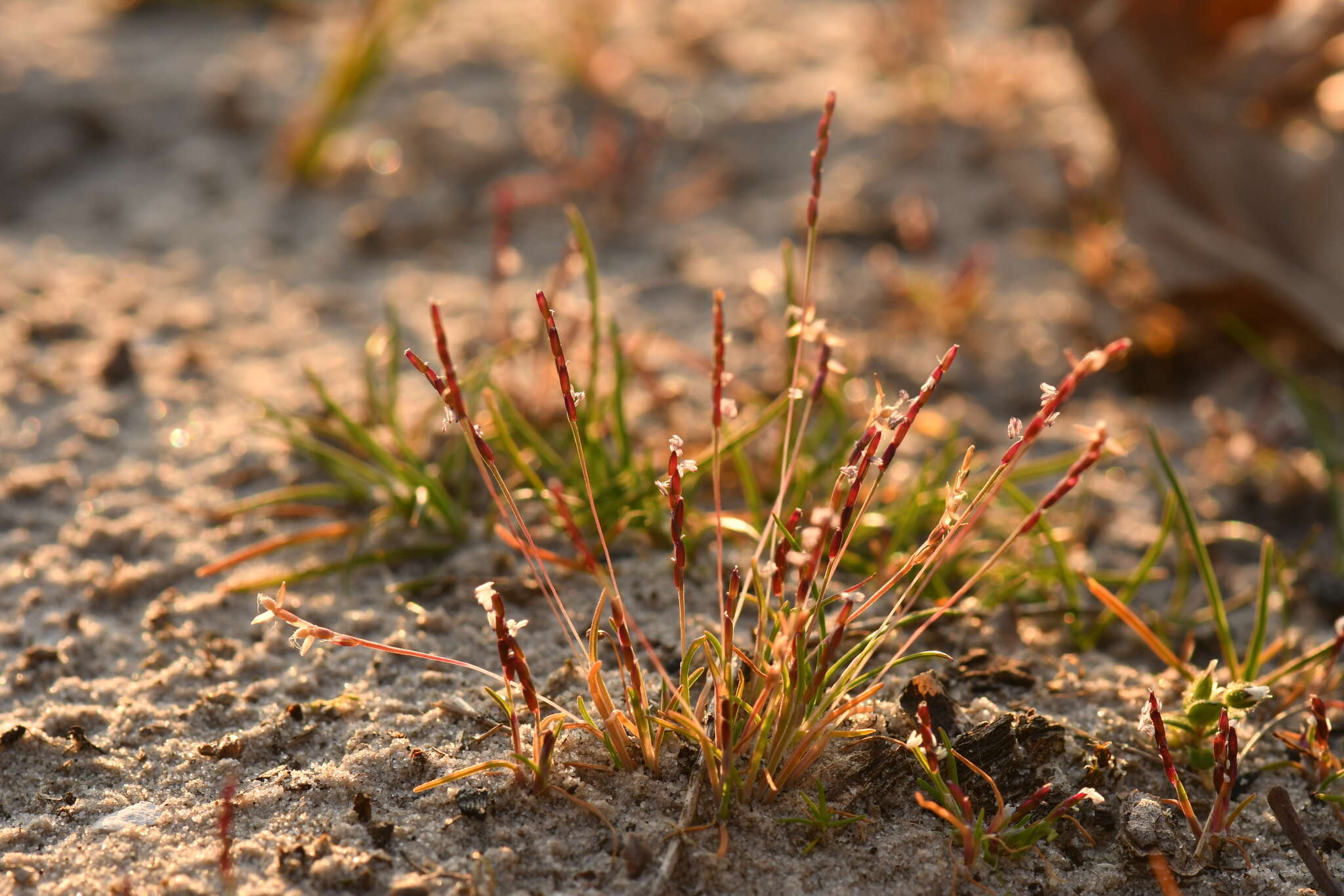 Image of early sand-grass