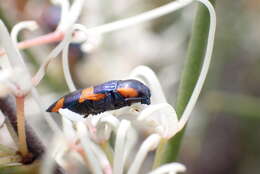 Image of Castiarina grata (Saunders 1869)