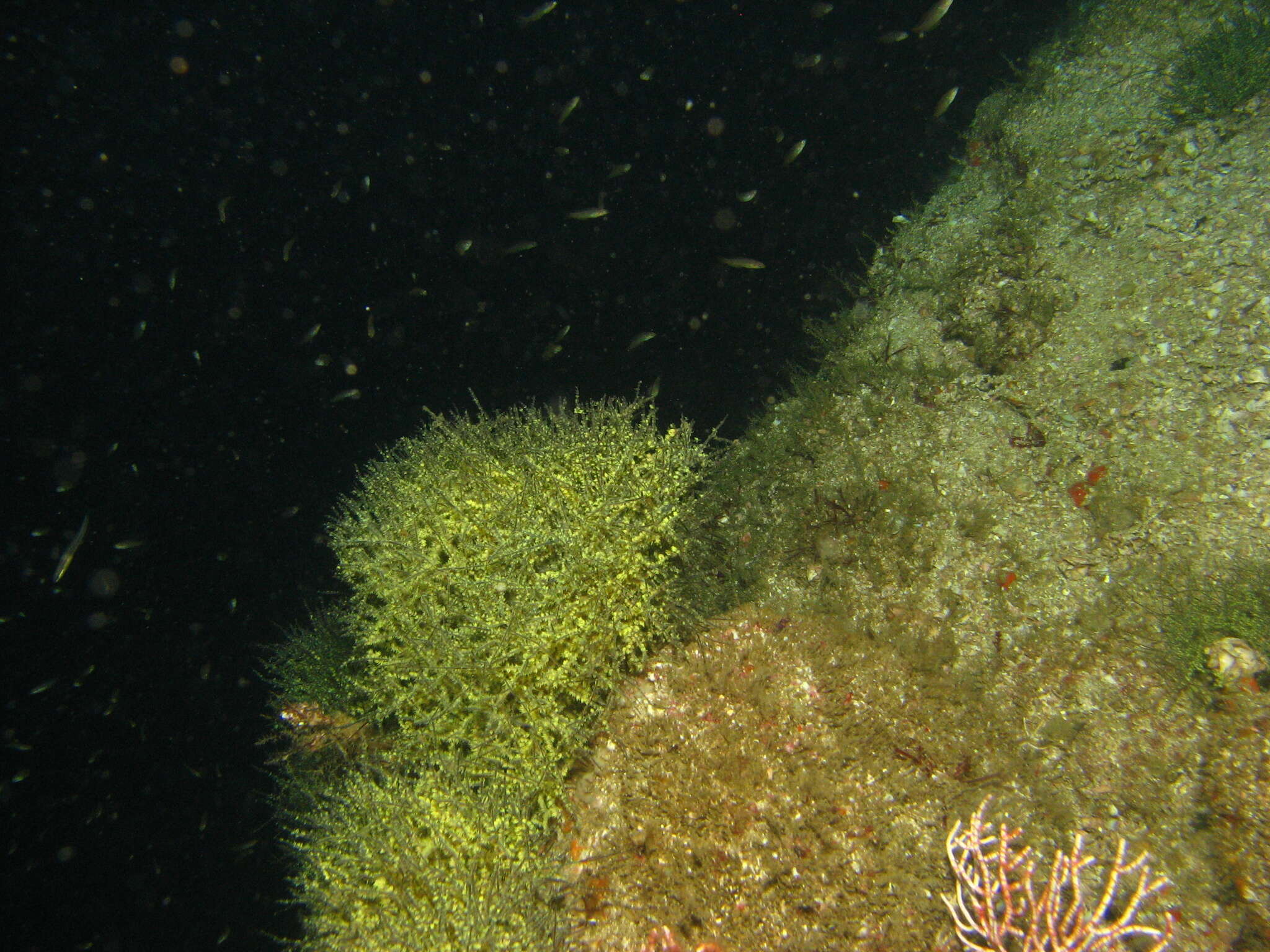 Image of Galapagos black coral