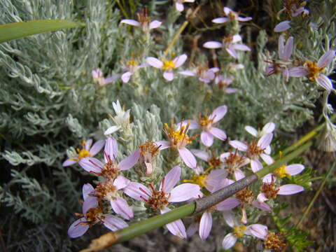 Image de Printzia aromatica (L.) Less.