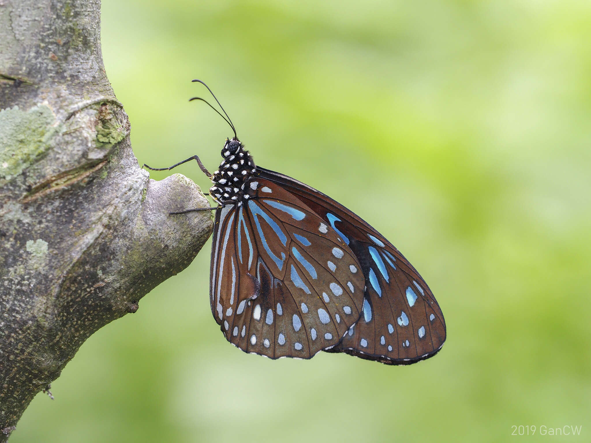 Image of <i>Tirumala septentrionis</i>