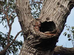 Image of Eucalyptus marginata subsp. marginata