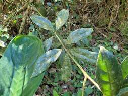 Image of Endlicheria paniculata (Spreng.) Macbride