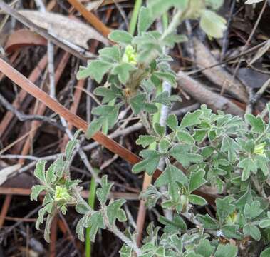 Image of Xanthosia ternifolia J. M. Hart & M. J. Henwood