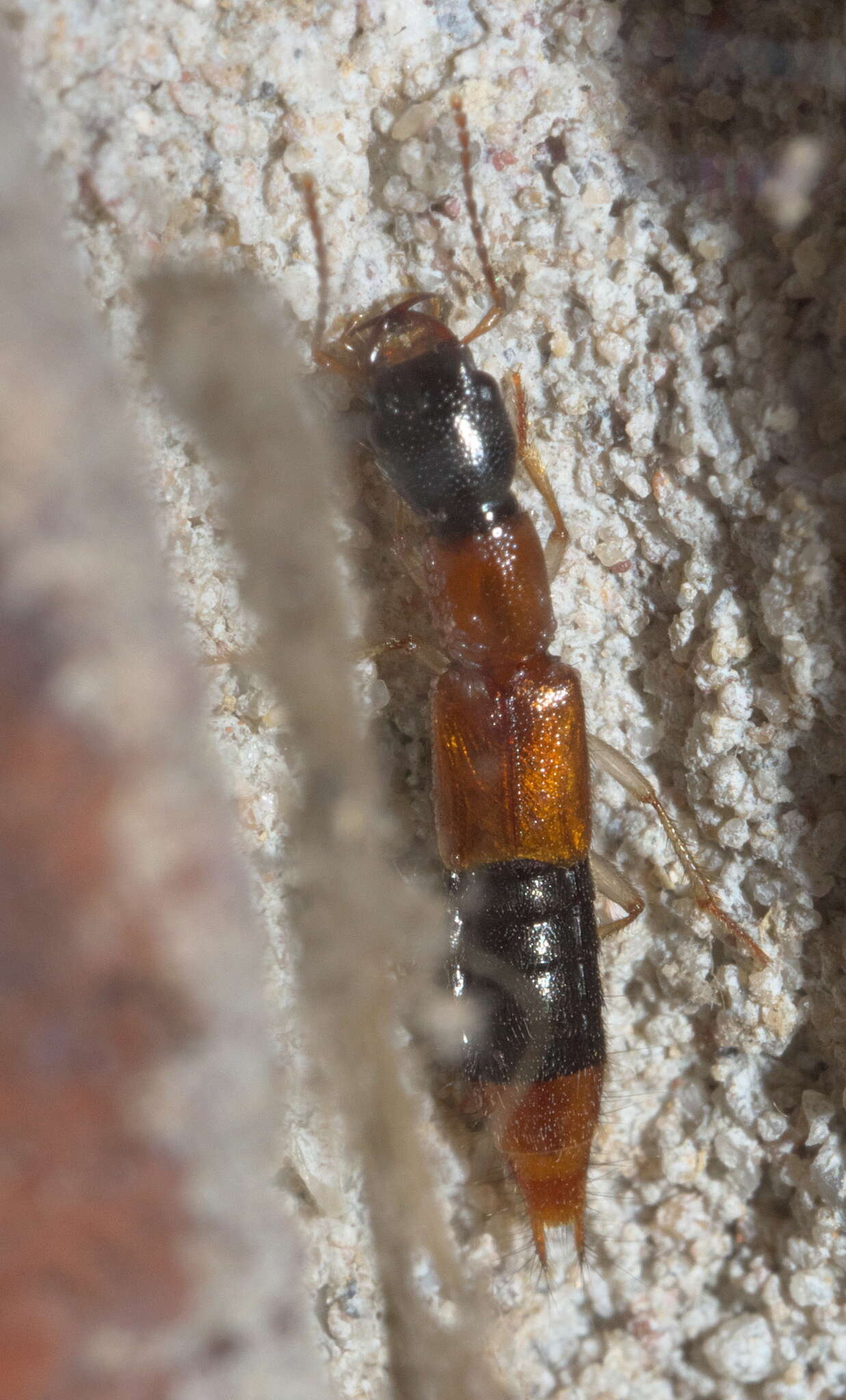 Homaeotarsus bicolor (Gravenhorst 1802) resmi