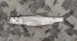 Image of Australian giant herring