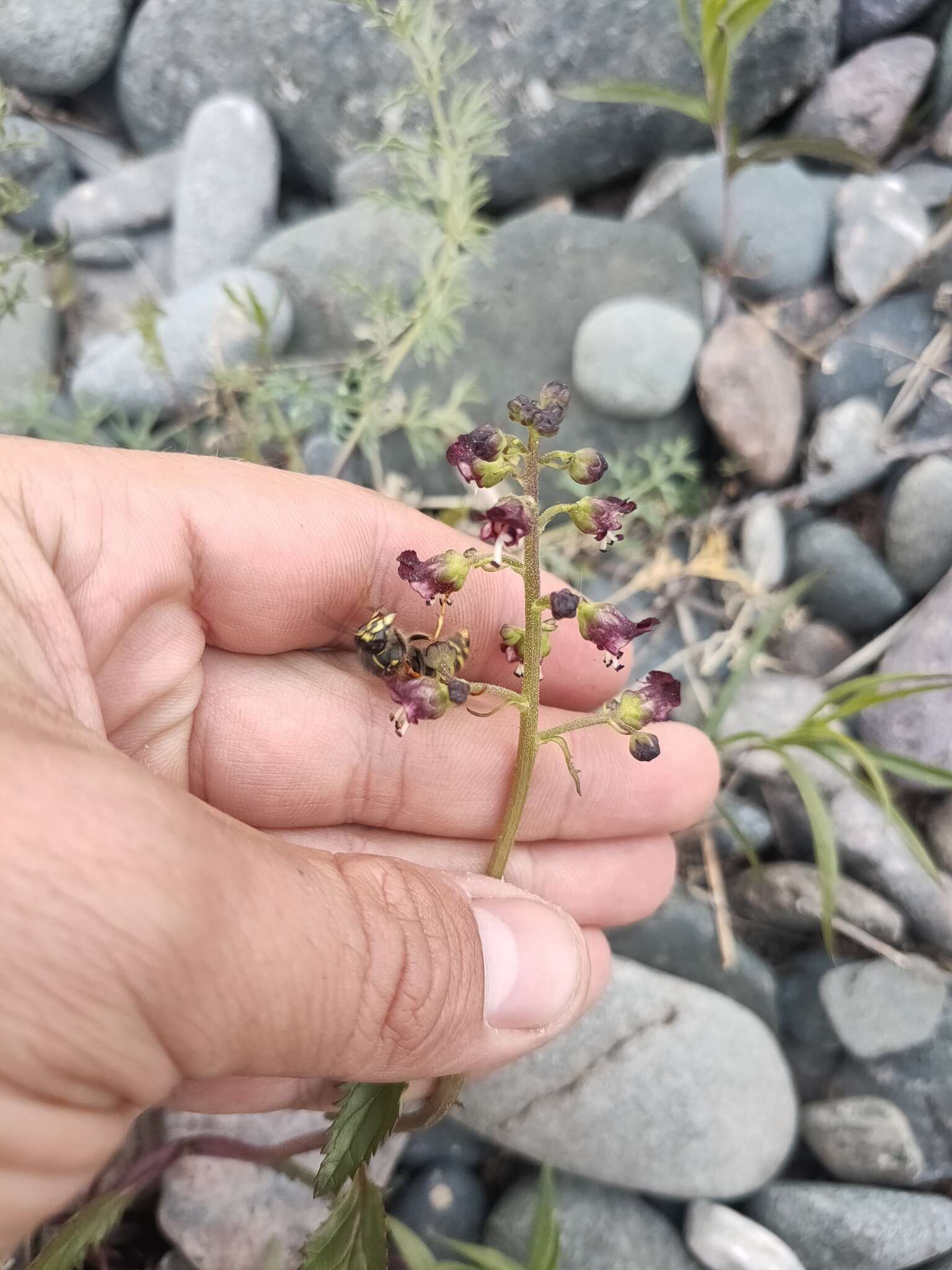 Image of Scrophularia incisa Weinm.