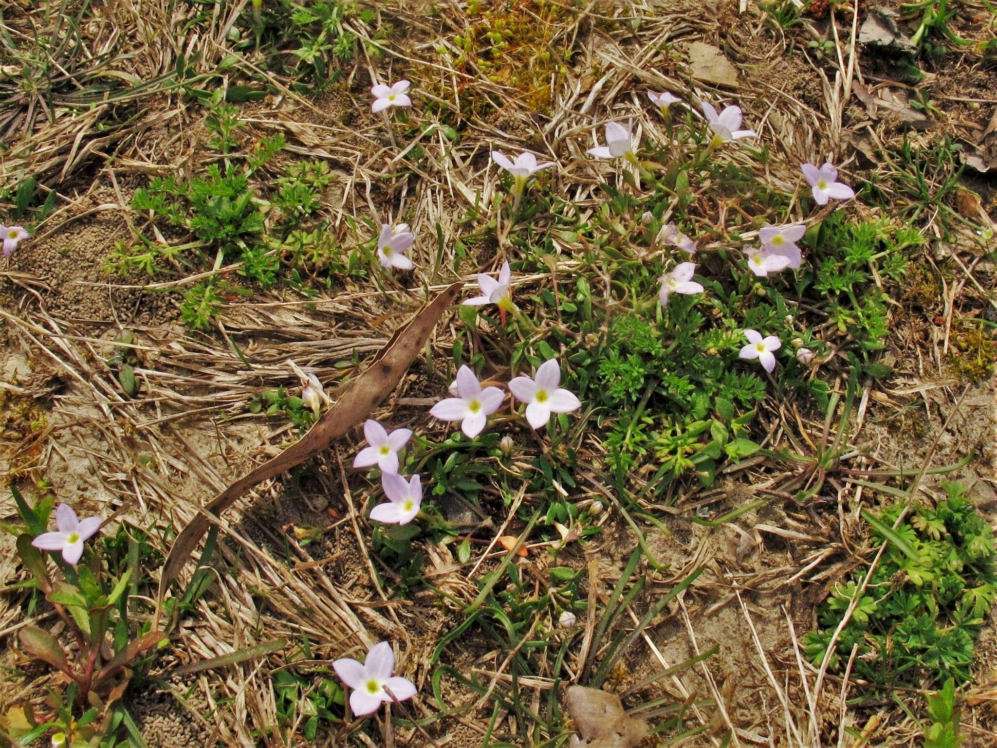 Image of rose bluet