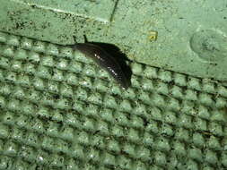 Image of Ferussac’s orange soled slug