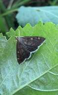 Image of White-fringed Pyrausta Moth