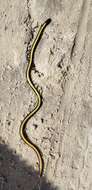 Image of Kenya Beaked Snake