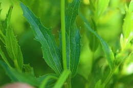 Image of Afroaster peglerae (Bolus) J. C. Manning & Goldblatt