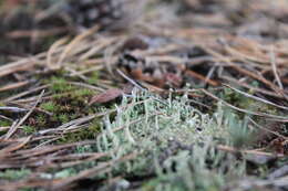 Image of cup lichen