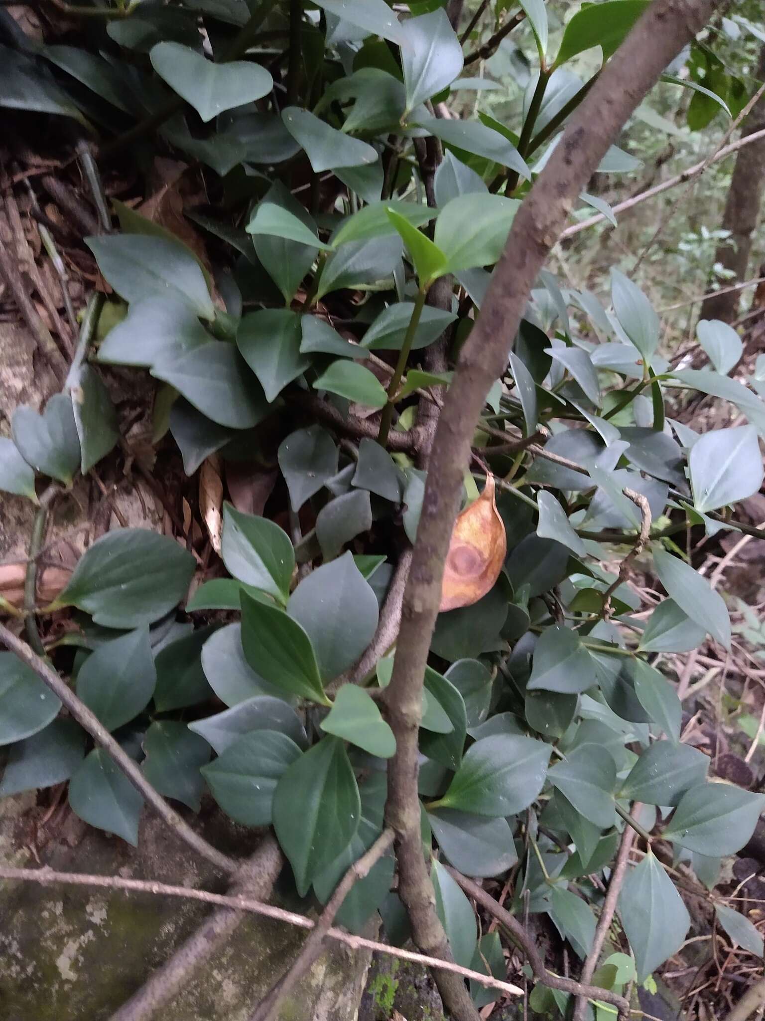 Image of Peperomia angustata Kunth