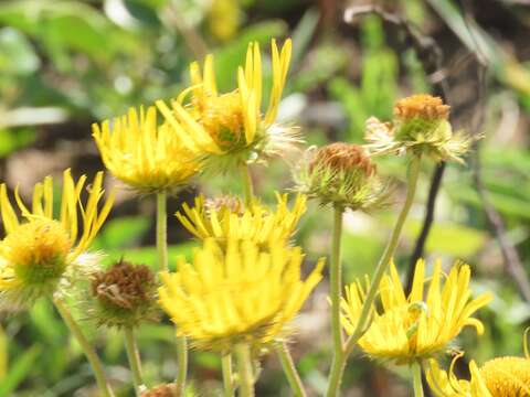 Image of Berkheya speciosa (DC.) O. Hoffm.