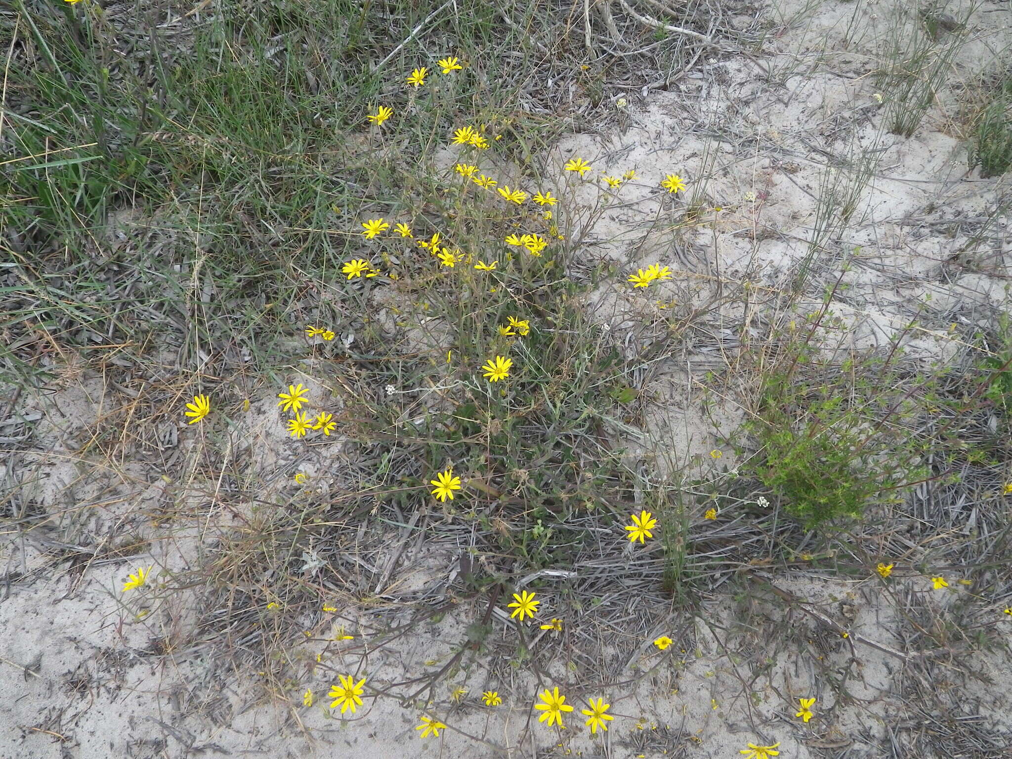 Image of Osteospermum dentatum Burm. fil.