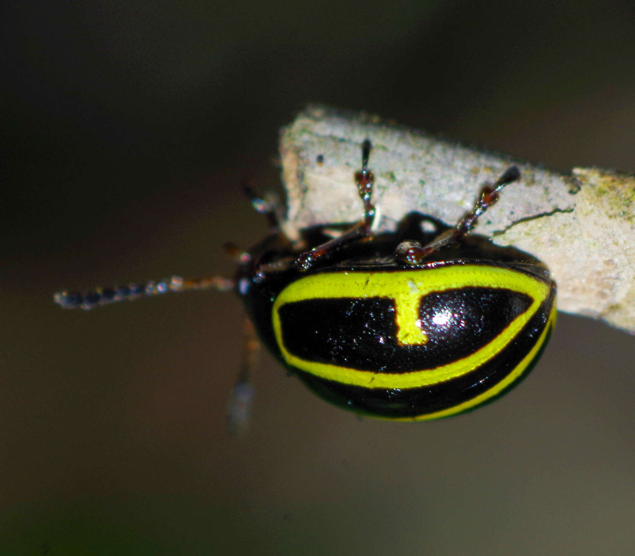 Image of Cosmogramma Erichson 1847