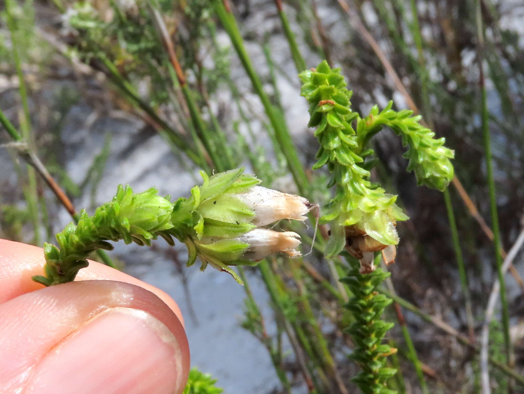 Image of Erica fairii Bolus