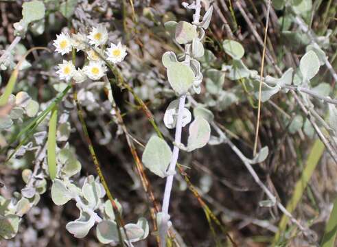 Image of Helichrysum pandurifolium Schrenk