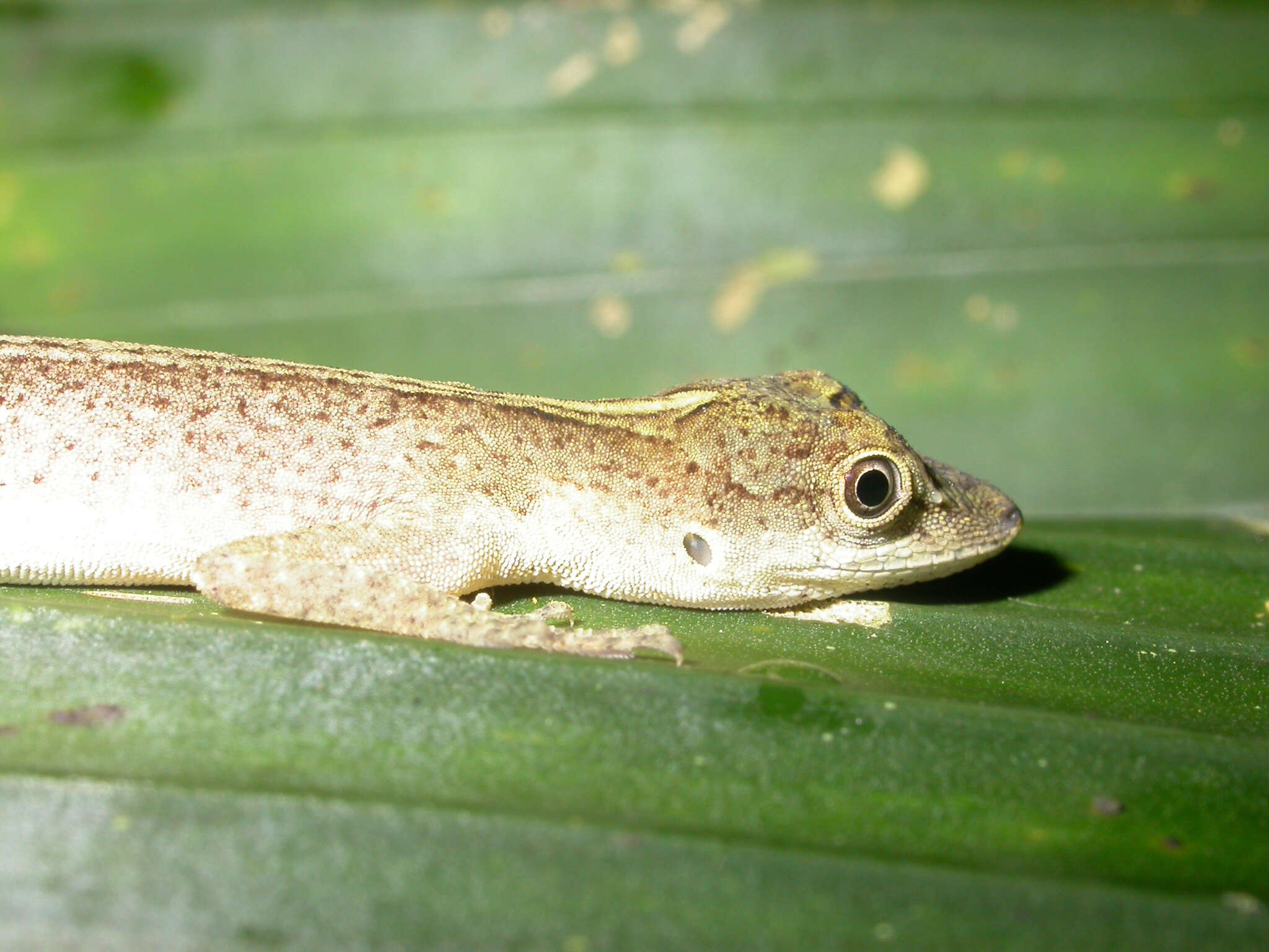 Image of Brown-eared anole