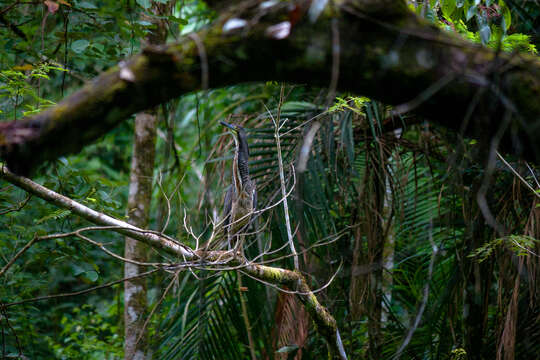 Image of Fasciated Tiger Heron