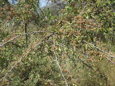 Image of Common Spike Thorn