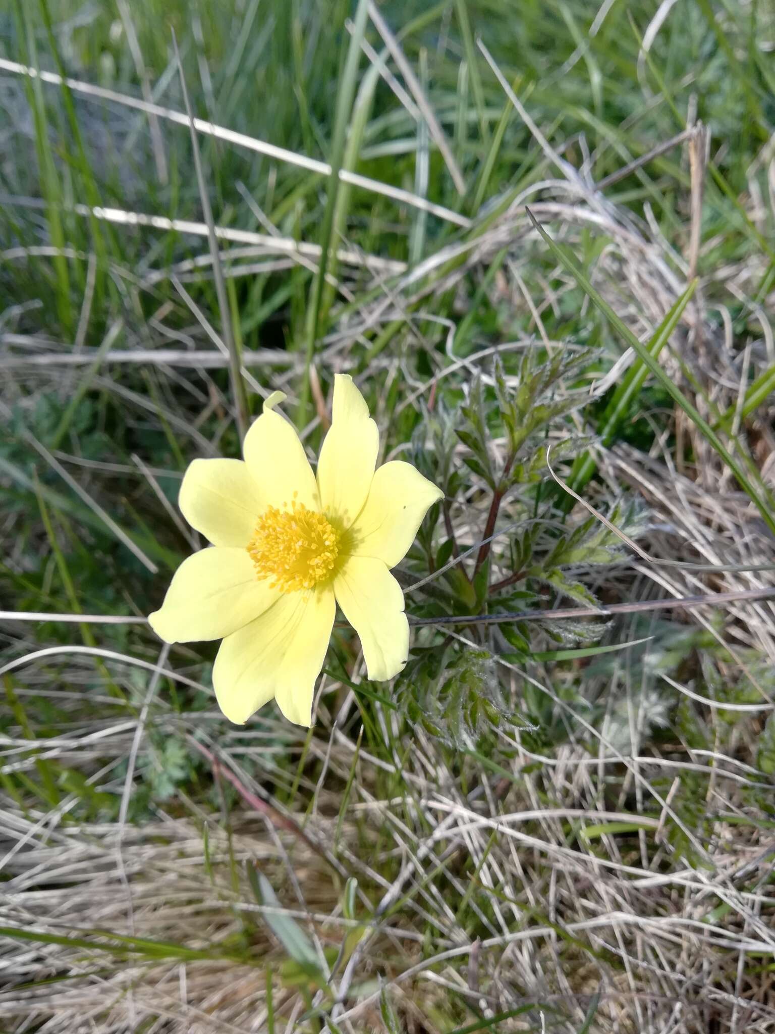 صورة Pulsatilla alpina subsp. apiifolia (Scop.) Nyman