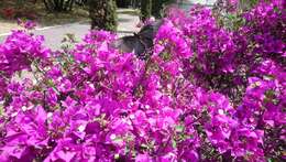 Image of Pink-spotted Swallowtail