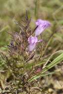 Imagem de Agalinis densiflora Blake