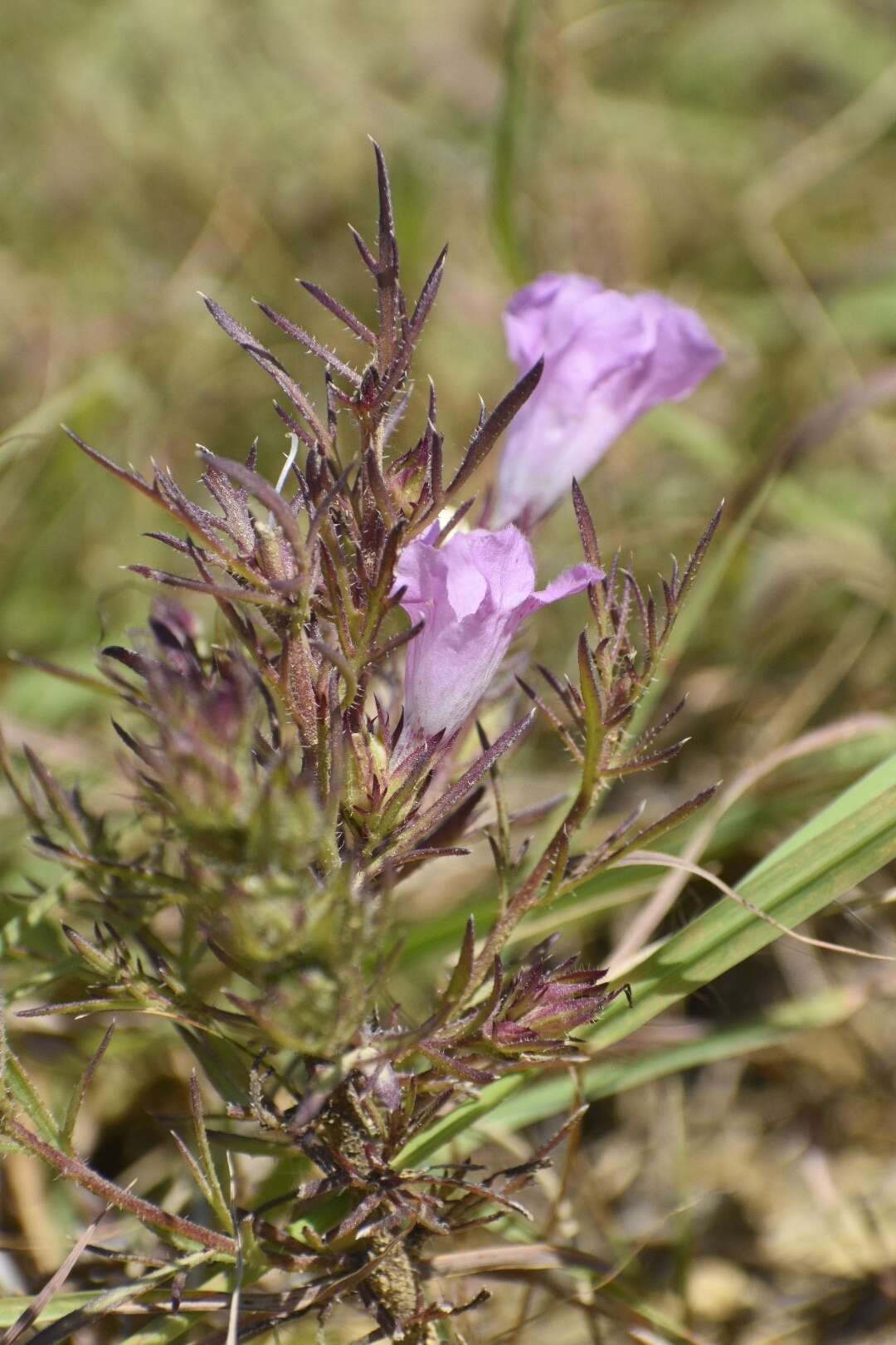 Imagem de Agalinis densiflora Blake