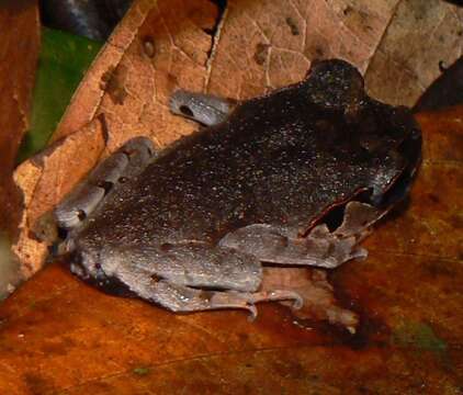 Image of Lowland Litter Frog