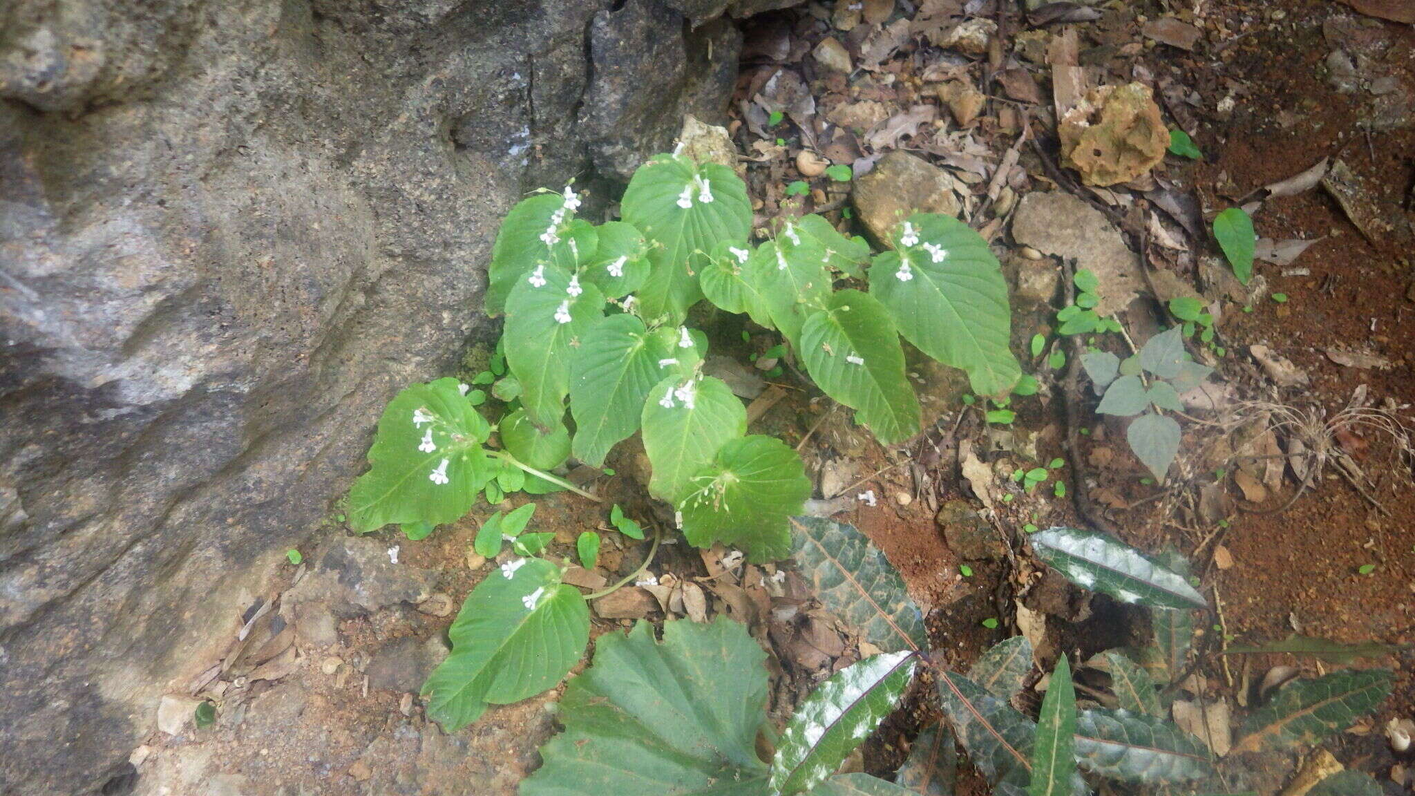 Streptocarpus capuronii Humbert resmi