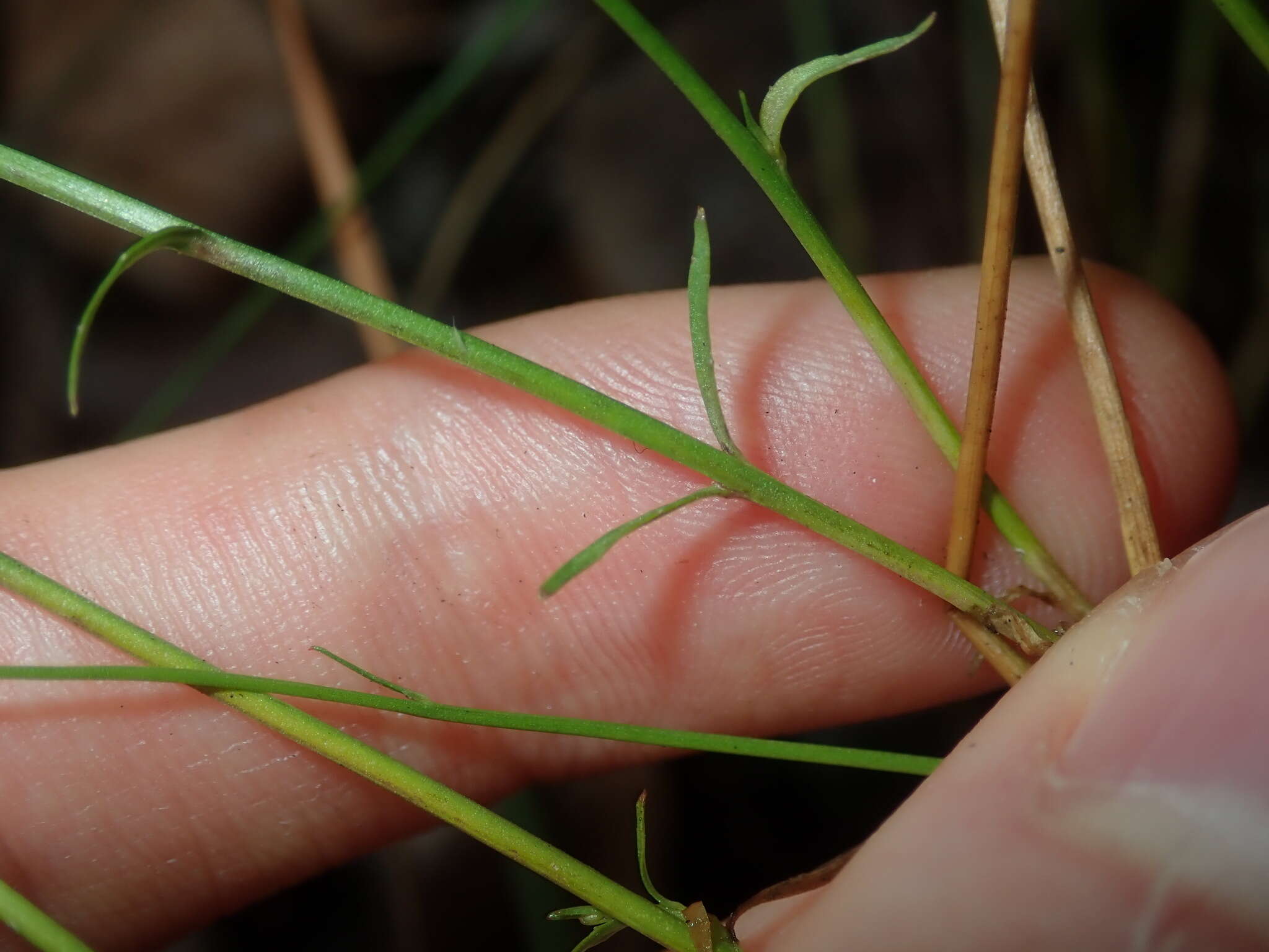 Imagem de Wahlenbergia gracilis (G. Forst.) A. DC.