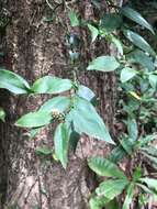 Image of Pothos chinensis (Raf.) Merr.