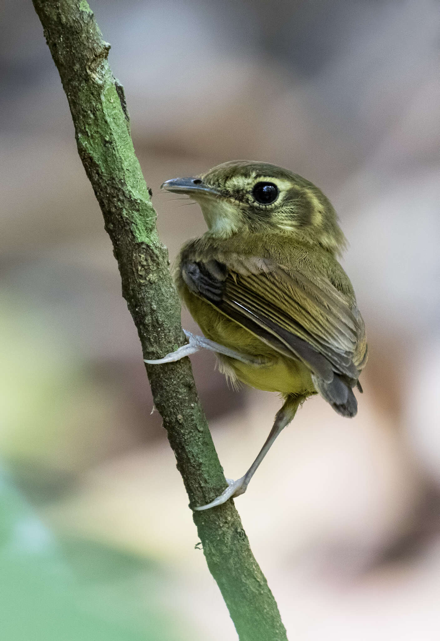 Image of Stub-tailed Spadebill