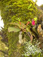 Image de Impatiens parasitica Bedd.