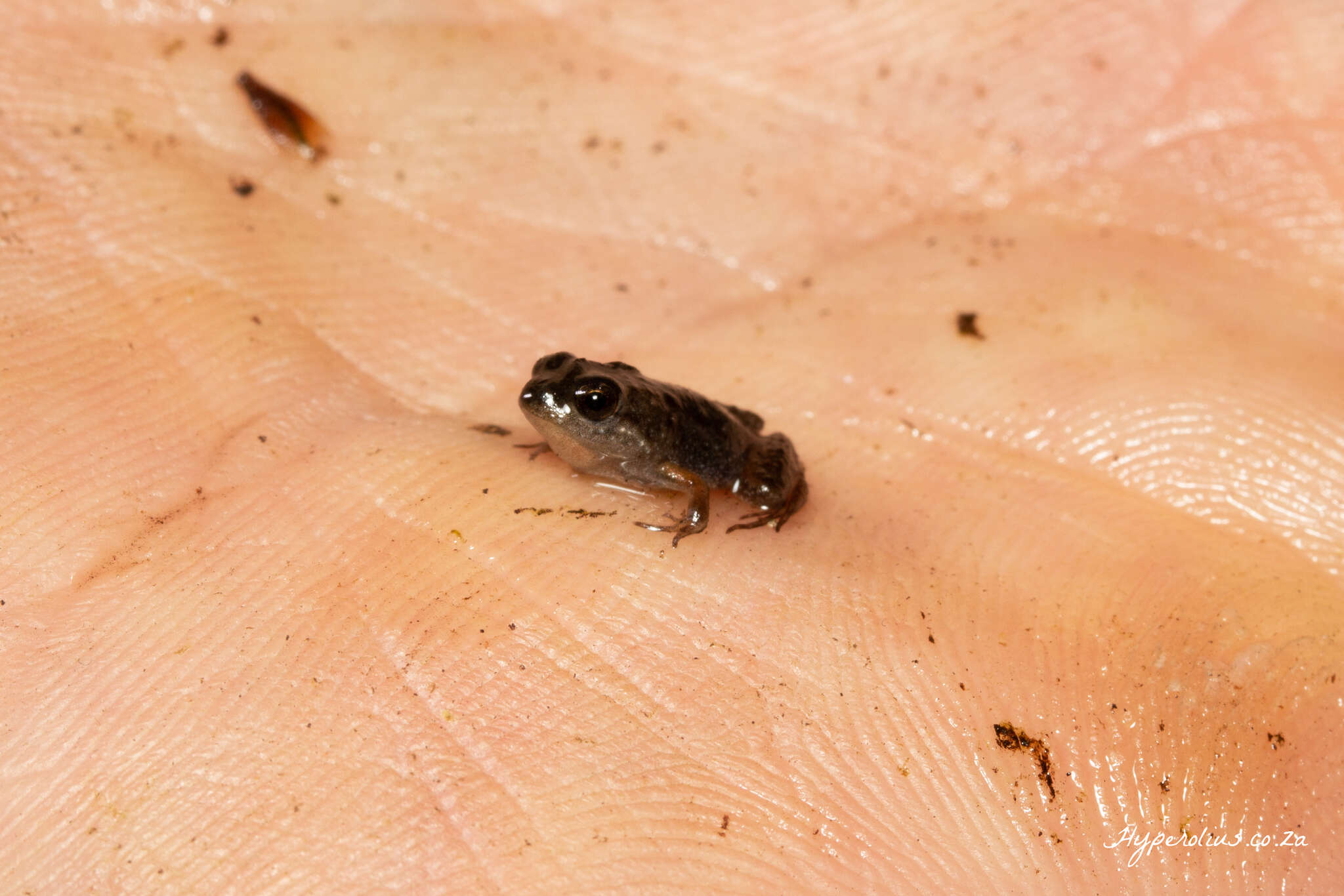 Image de Microbatrachella capensis (Boulenger 1910)