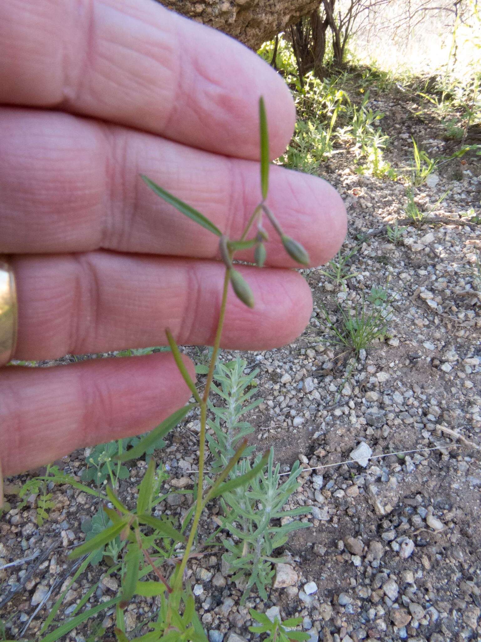 Image of canyon clarkia